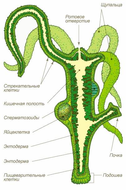 Kraken зеркала gigageek ru